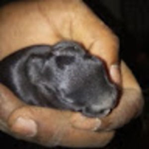 Meet your Posher, Arun